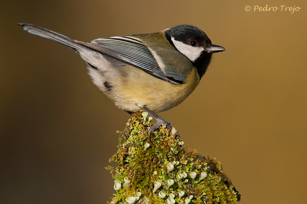 Carbonero común (Parus major)